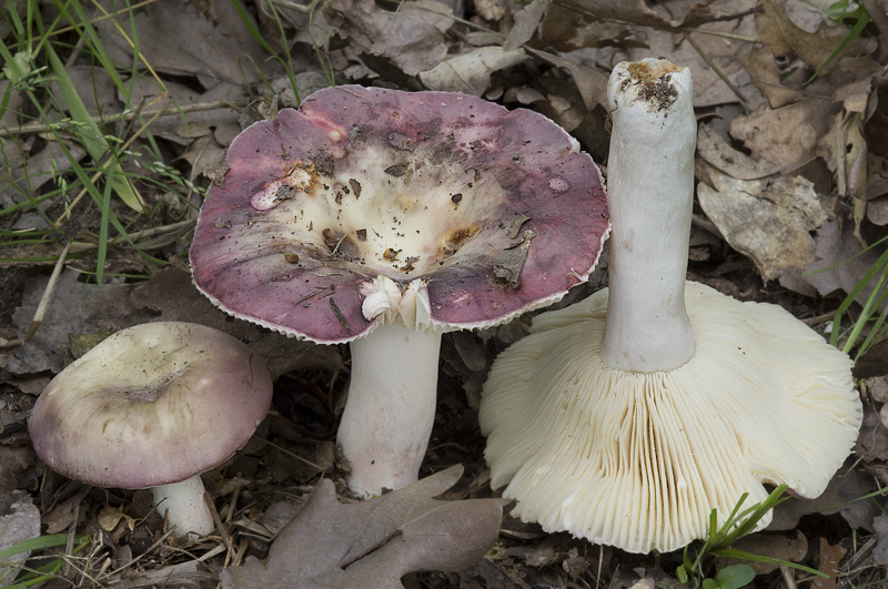 Russula amoenicolor